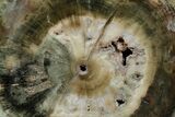 Triassic Petrified Wood (Woodworthia) Round - Zimbabwe #167920-1